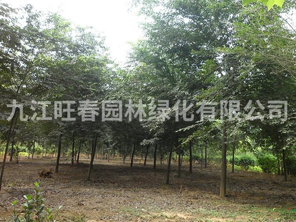 櫸樹